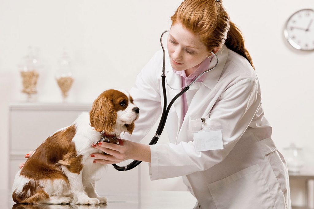Veterinario Almeria -Enfermedades perros y gatos: corazon.