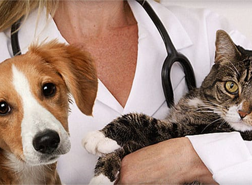 Clinica veterinaria Almeria Panda - Gatos - Enfermedades en perros y gatos